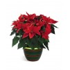 Poinsettia 6 pouces